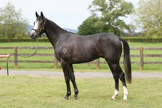 Megablast (NZ) pictured as a two-year-old.