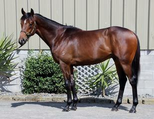 Davinci (NZ) pictured as a two-year-old.