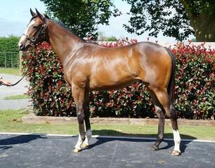 Rising star filly Princess Jenni (NZ) (High Chaparral) pictured as a yearling.