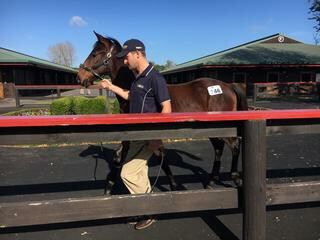 Andrew Williams Bloodstock went to $140,000 to secure Brighthill Farm’s Lot 146.