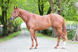 Kante (NZ) as a two-year-old prior to NZB's Ready to Run Sale. 