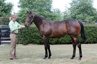 Pinzu (NZ) (Pins) pictured as a yearling.