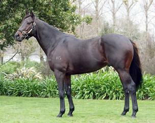 Mr Crowe (NZ) takes out memorial trophy at Penang, pictured is his sire Alamosa (NZ) standing at Wellfield Lodge.