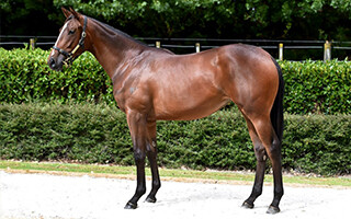 House of Cartier (NZ) (pictured as a yearling) too good in Wagga Wagga Gold Cup.